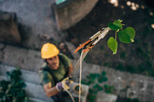 Best Tree Branch Trimming  in Florence, AL